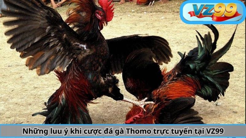 Những luu ý khi cược đá gà Thomo trực tuyến tại VZ99