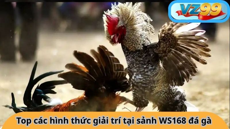 Top các hình thức giải trí tại sảnh WS168 đá gà