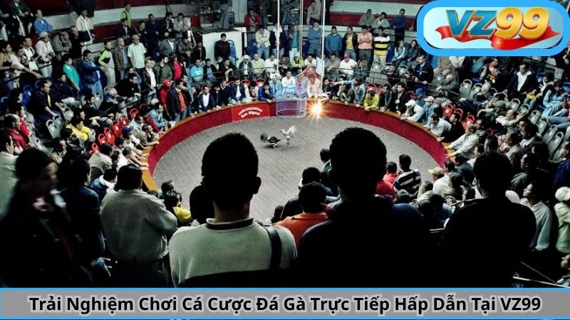 Trải Nghiệm Chơi Cá Cược Đá Gà Trực Tiếp Hấp Dẫn Tại VZ99