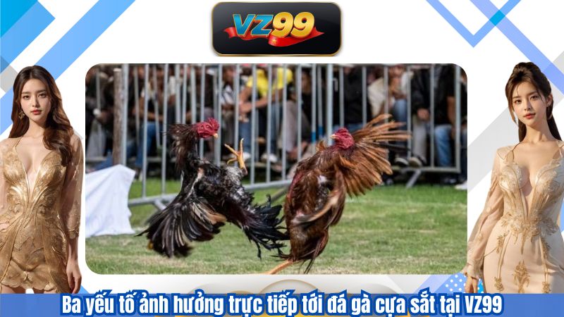 Ba yếu tố ảnh hưởng trực tiếp tới đá gà cựa sắt tại VZ99
