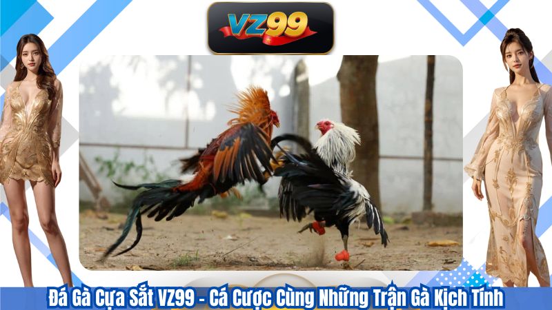 Đá Gà Cựa Sắt VZ99 – Cá Cược Cùng Những Trận Gà Kịch Tính
