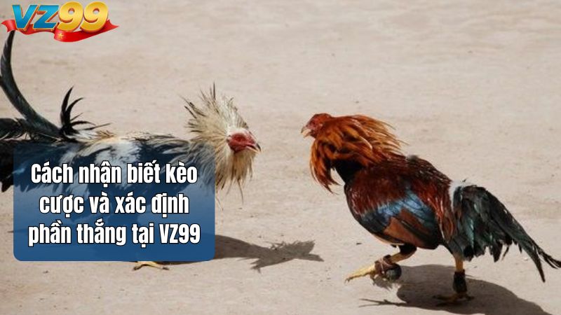 Cách nhận biết kèo cược và xác định phần thắng tại VZ99