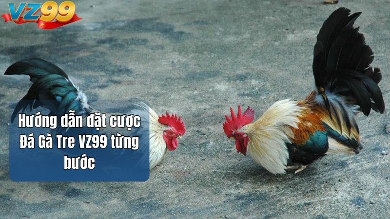 Hướng dẫn đặt cược Đá Gà Tre VZ99 từng bước