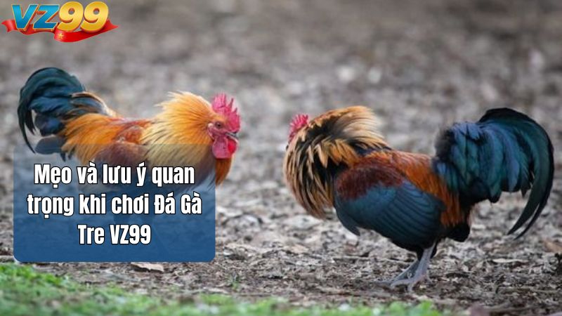Mẹo và lưu ý quan trọng khi chơi Đá Gà Tre VZ99